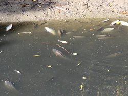 Úhyn několika desítek ryb v řece Olšavě. Příčina úhynu zatím nebyla zjištěna